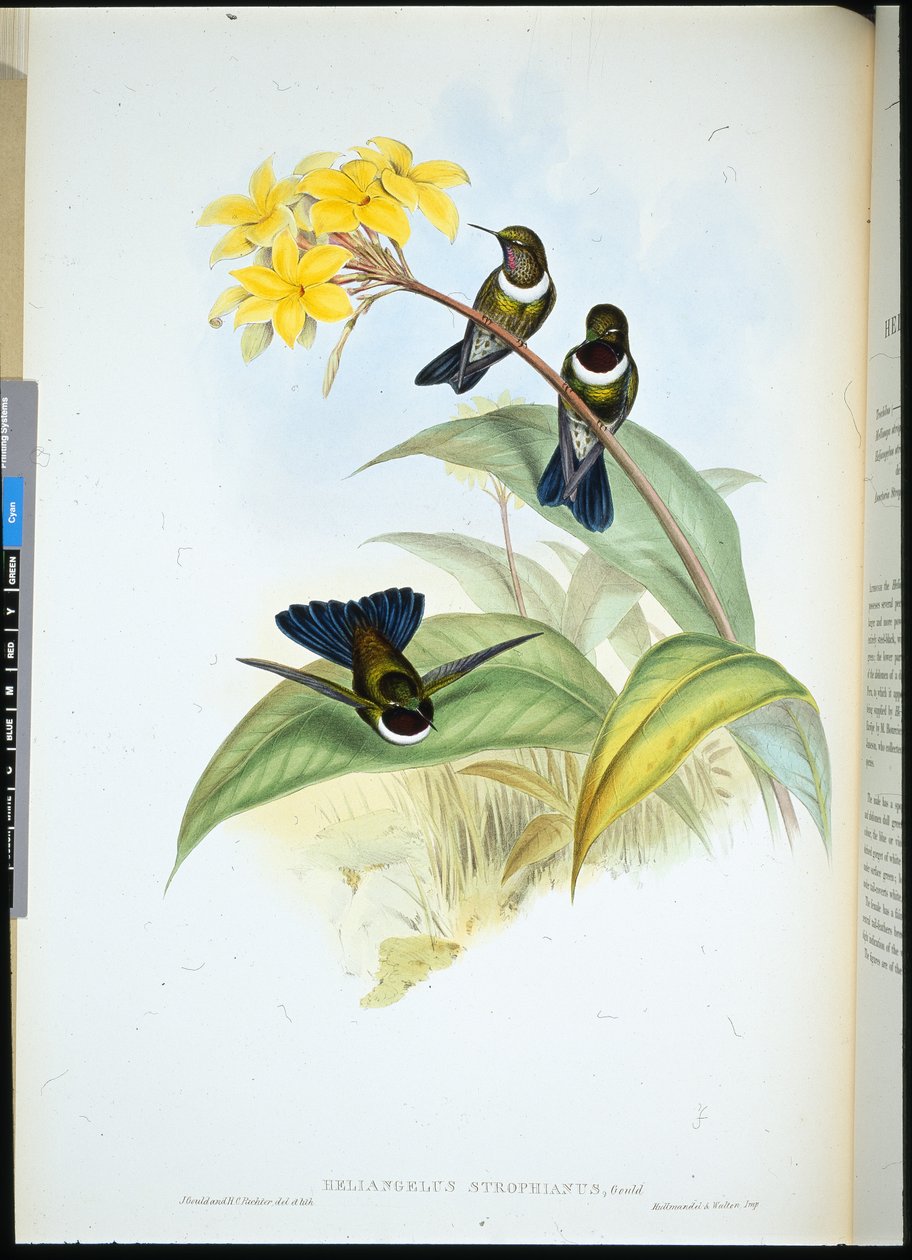 Gorgeted Sun Angel (Heliangelus Strophianus) (el renginde taş) by John (after) Gould