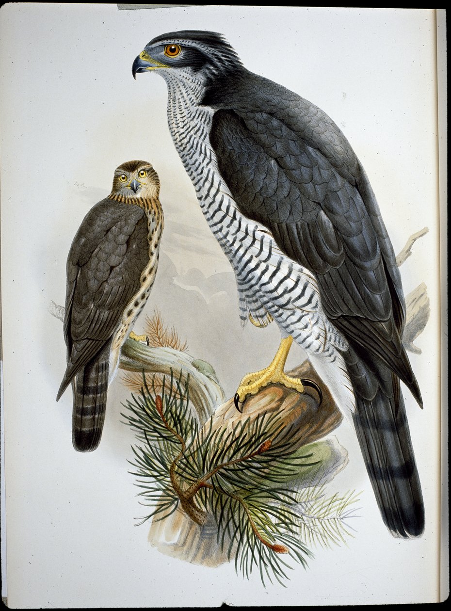 Çakır kuşu (Astur Palumbarius) (el boyaması taş) by John (after) Gould
