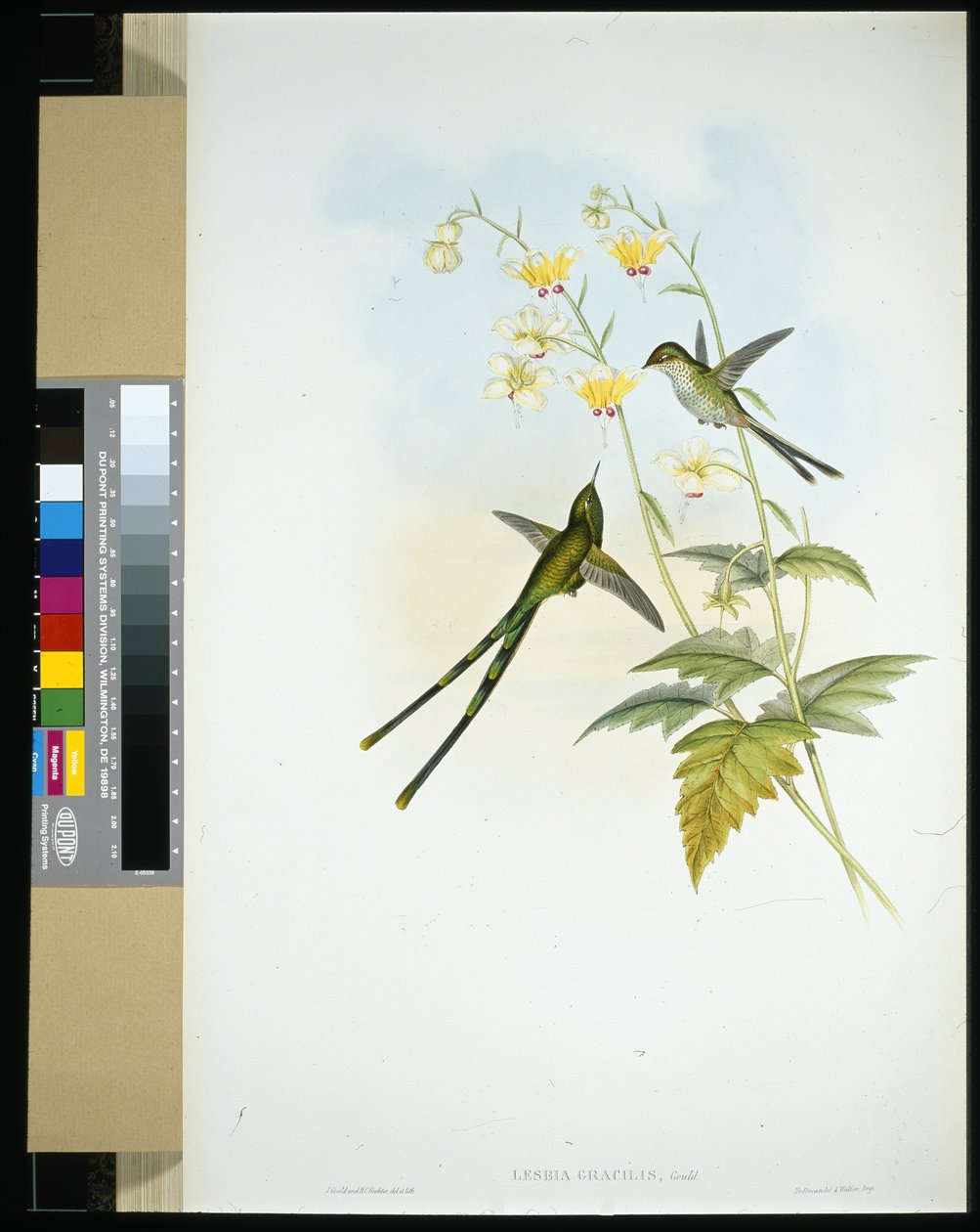 Zarif Tren-taşıyıcı (lesbia gracilis) (el renginde taş) by John (after) Gould