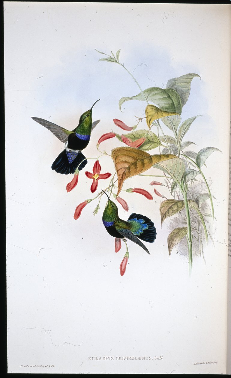 Çim yeşili göğüslü Carib (Eulampis Chlorolaemus) (el renginde taş) by John (after) Gould