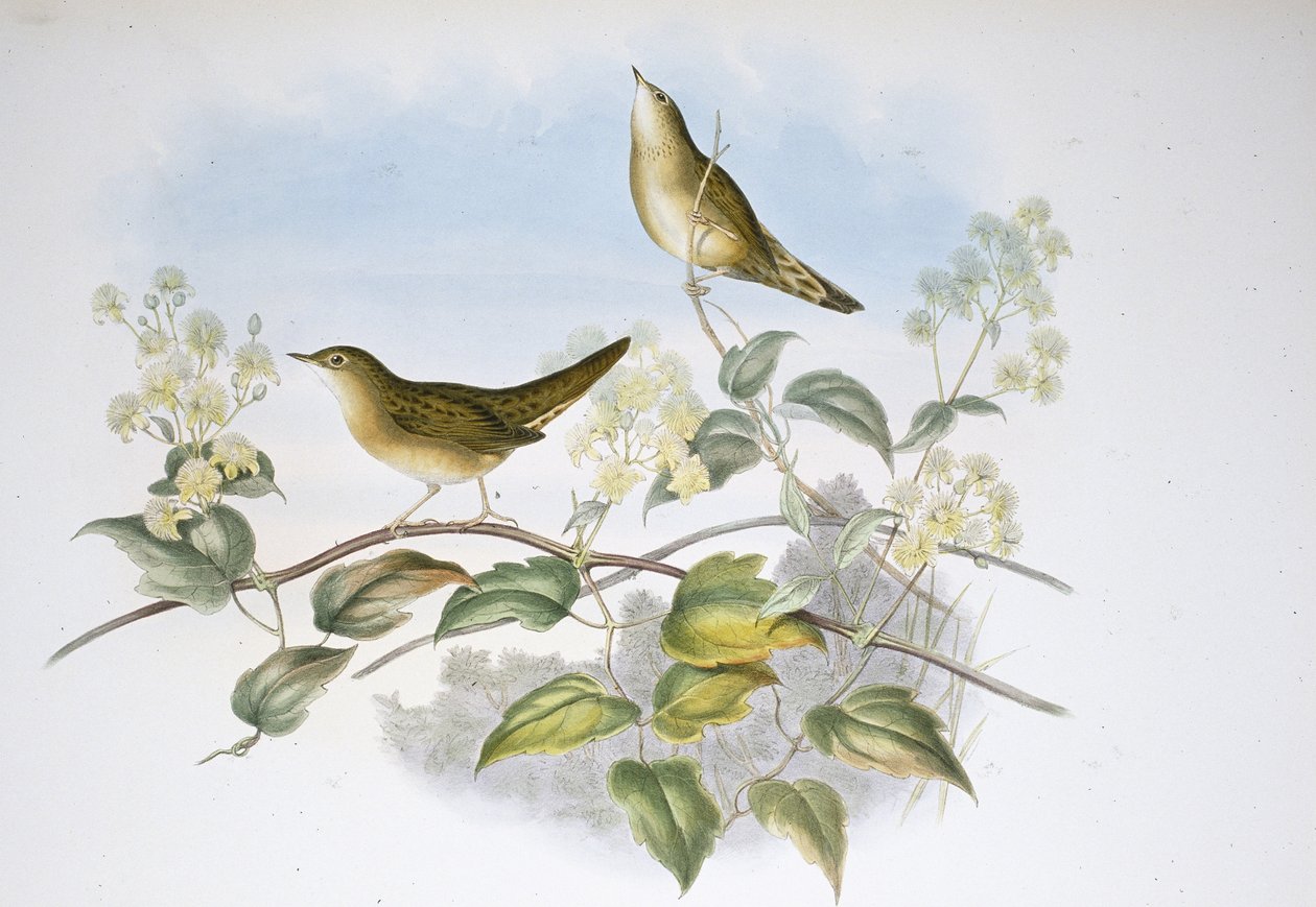 Çekirge Ötleğen (Locustella Auicula) (el boyaması taş) by John (after) Gould