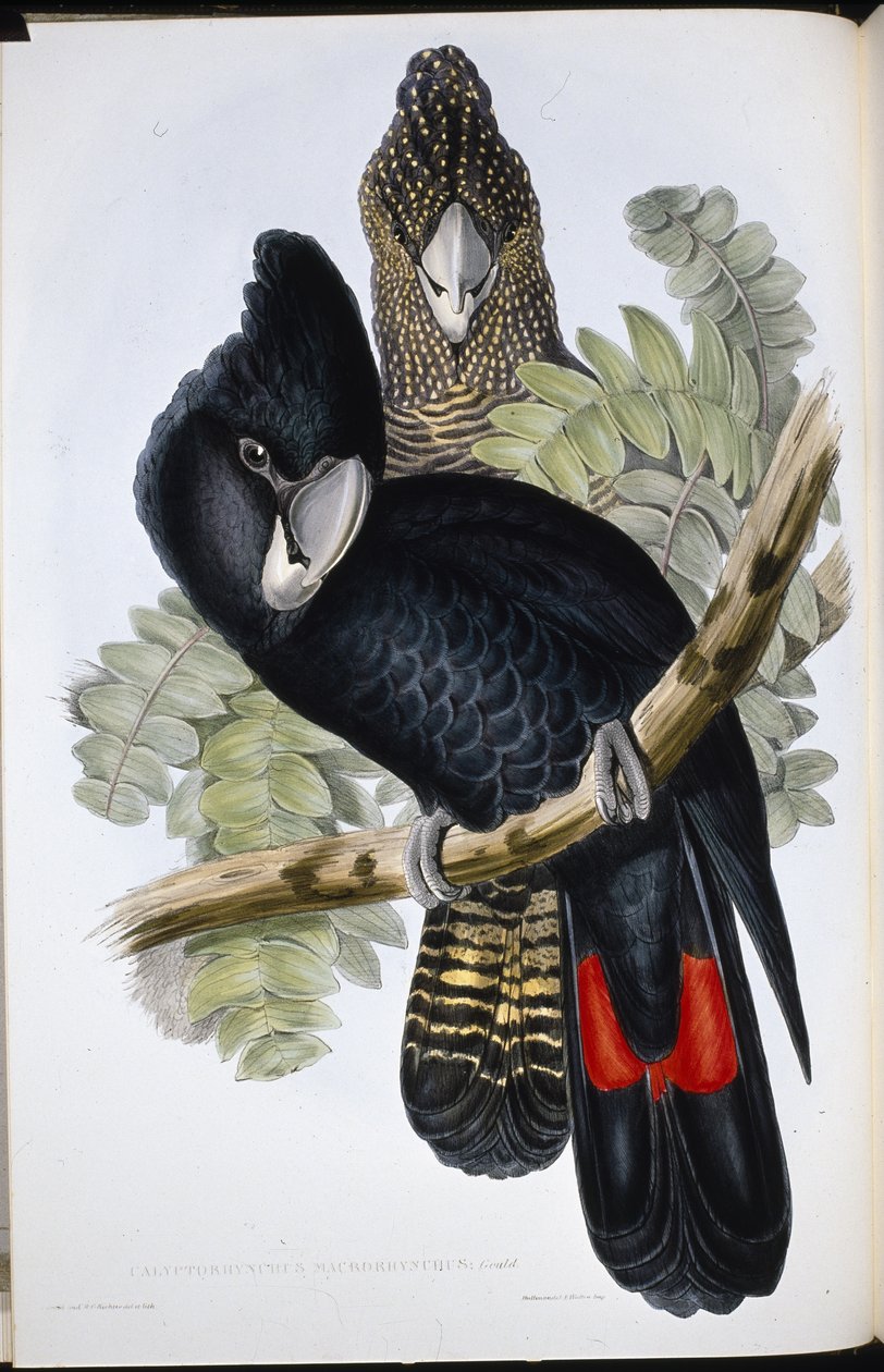 Büyük Faturalı Kara Kakadu (Calyptorhynchus Macrorhynchus) (el renginde taş) by John (after) Gould