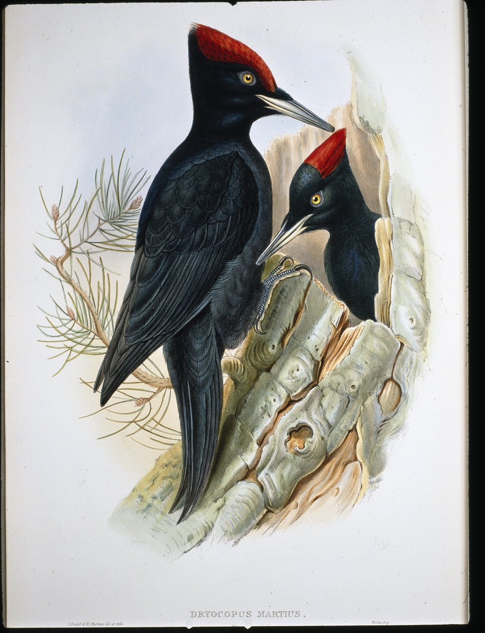 Büyük Kara Ağaçkakan (Dryocopus Martius) (el renginde taş) by John (after) Gould