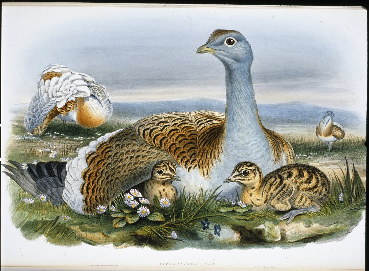 Toy kuşu (Otis Tarda) (el boyaması taş) by John (after) Gould