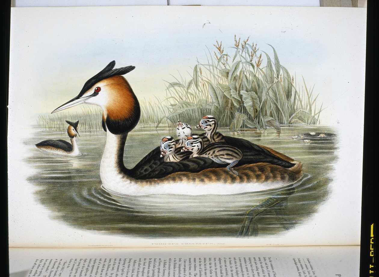 Büyük Tepeli Batağan (Podiceps Cristatus) (el boyaması taş) by John (after) Gould