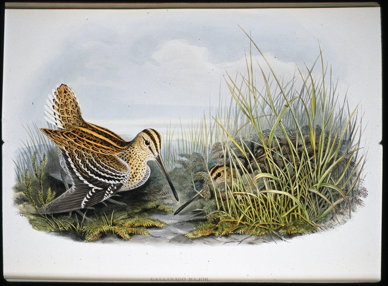 Great Snipe (Gallinaco Major) (el renginde taş) by John (after) Gould