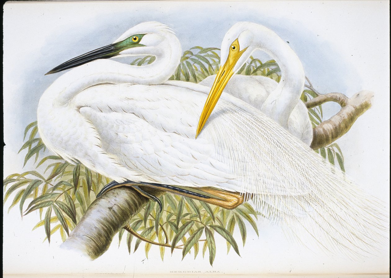 Büyük Ak Balıkçıl (Herodias Alba) (el boyaması taş) by John (after) Gould