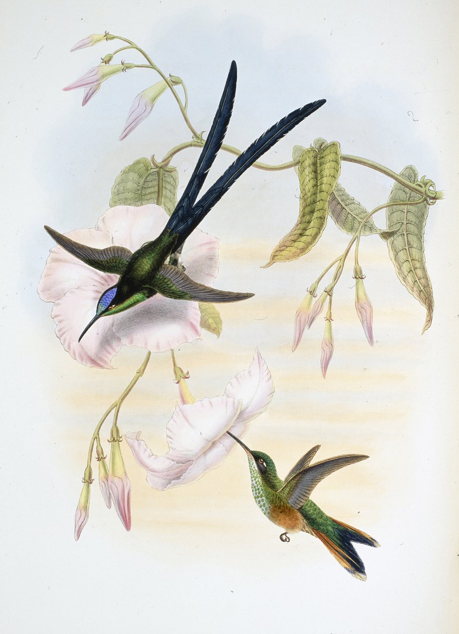 Büyük çatal kuyruklu sinek kuşu (Hylonymphia Macrocerca) (el boyaması taş) by John (after) Gould