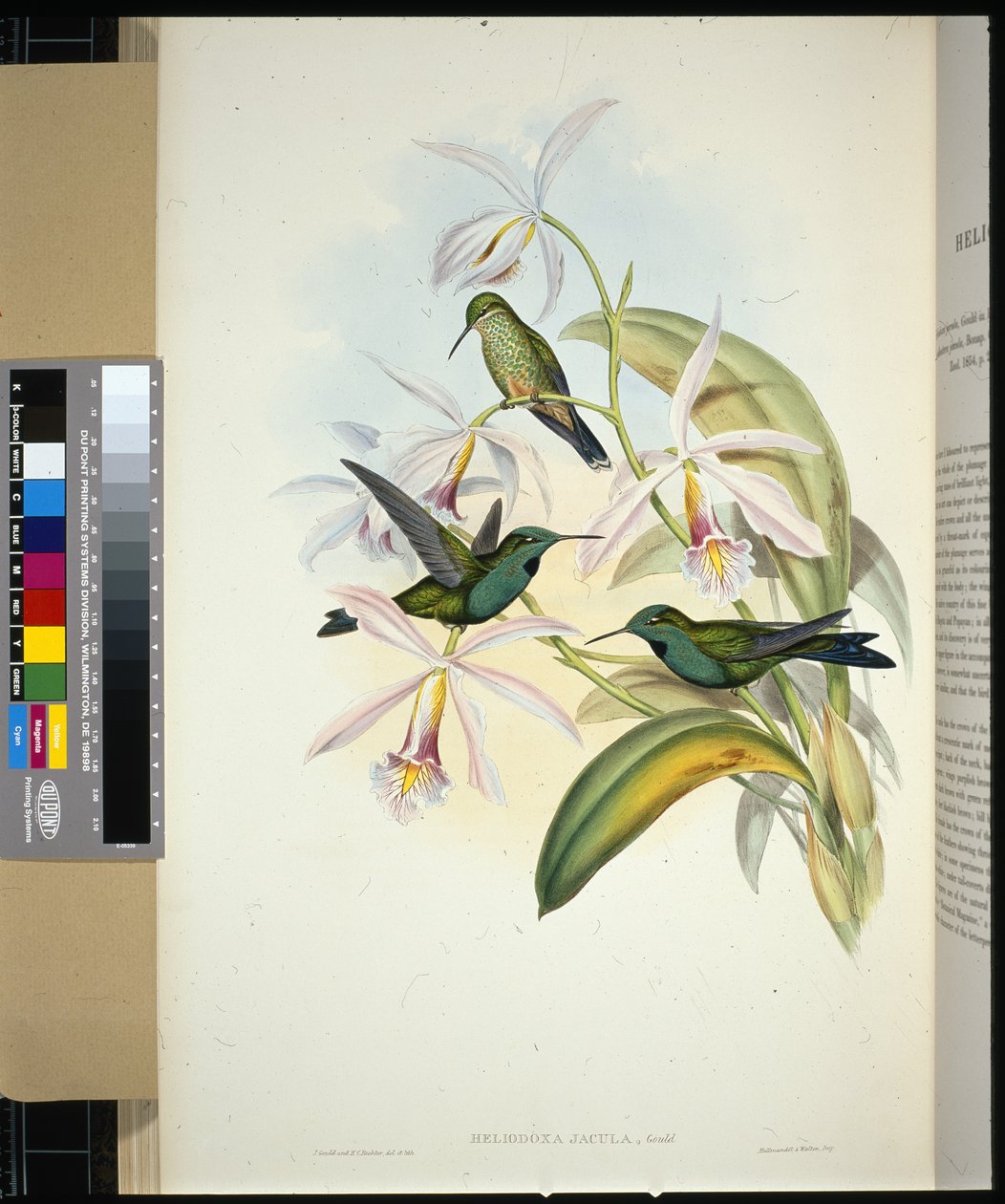 Yeşil taçlı Brilliant (heliodoxa jacula) (el renginde taş) by John (after) Gould