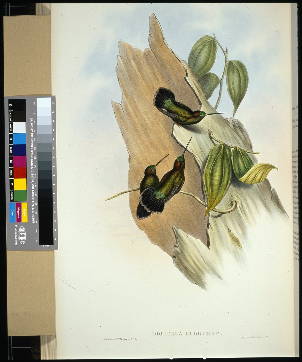 Yeşil önlü Lance-bill (dorifera ludoviciae) (el renginde taş) by John (after) Gould