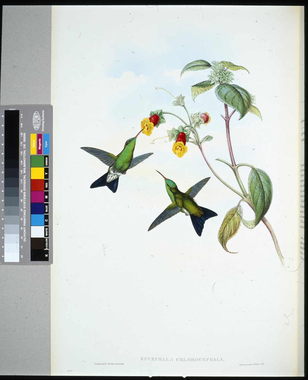 Yeşil başlı Safir (eucephala chlorocephela) (el renginde taş) by John (after) Gould