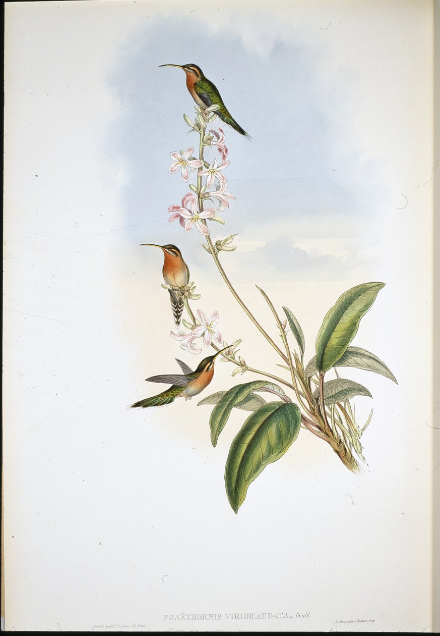 Yeşil kuyruklu Hermit (Phaethornis Viridicaudata) (el renginde taş) by John (after) Gould
