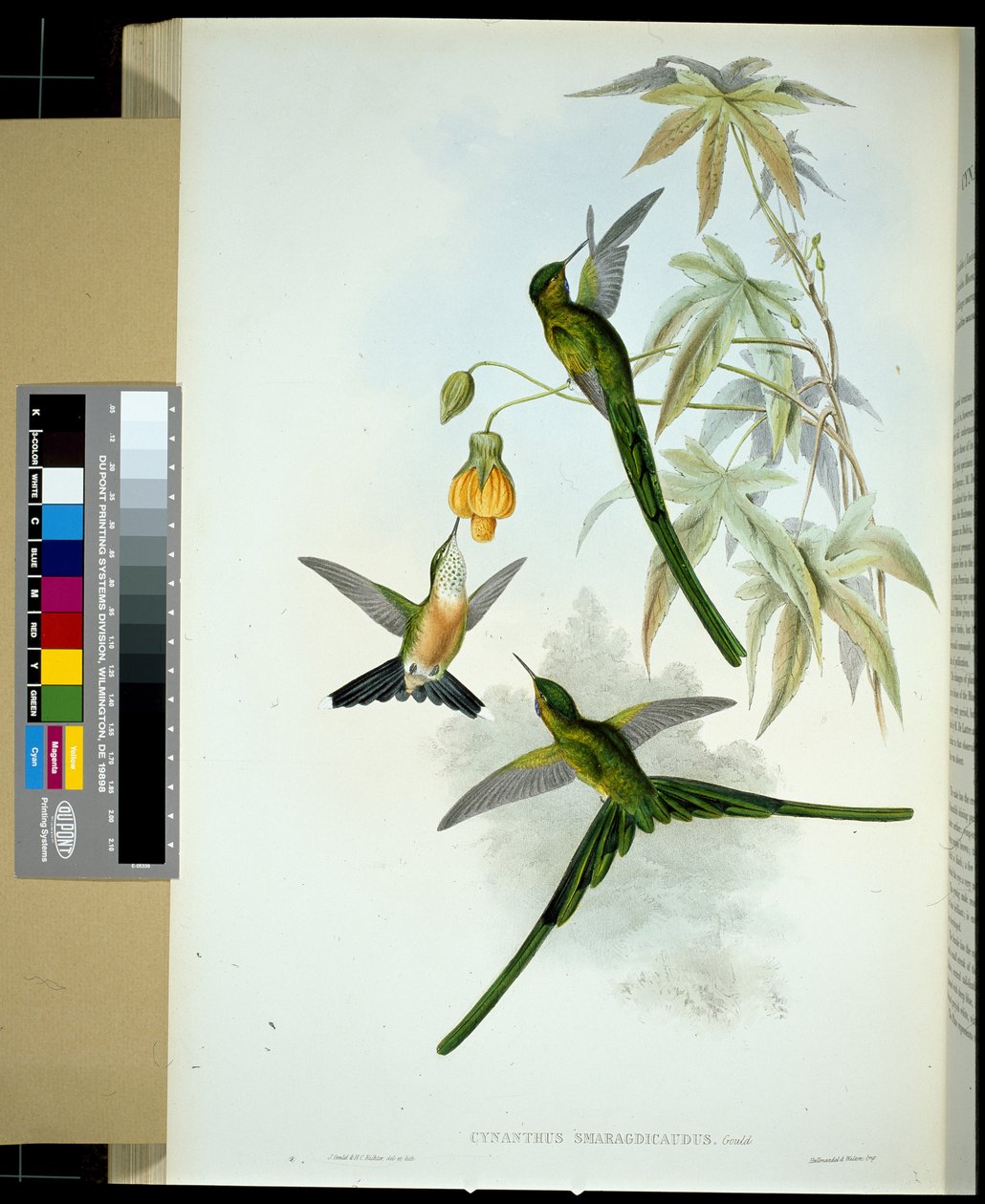 Yeşil kuyruklu Sylph (cynanthus smaragdicaudus) (el renginde taş) by John (after) Gould
