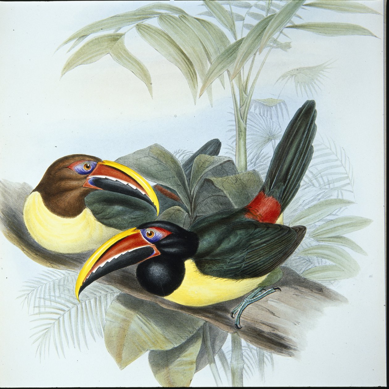 Yeşil Aracari (Pteroglossus Viridis) (el renginde taş) by John (after) Gould