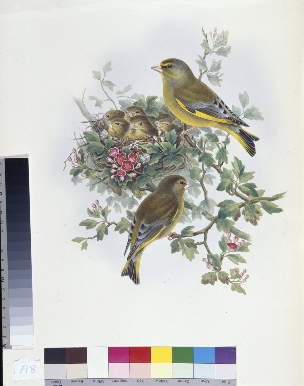 Greenfinch (Ligurinus chloris) (el boyaması taş) by John (after) Gould