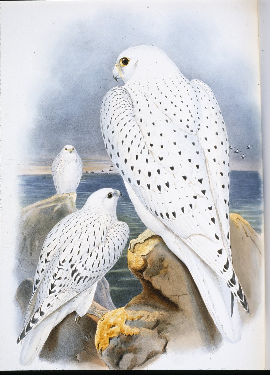 Grönland Şahini (Falco Candicans) (el boyaması taş) by John (after) Gould