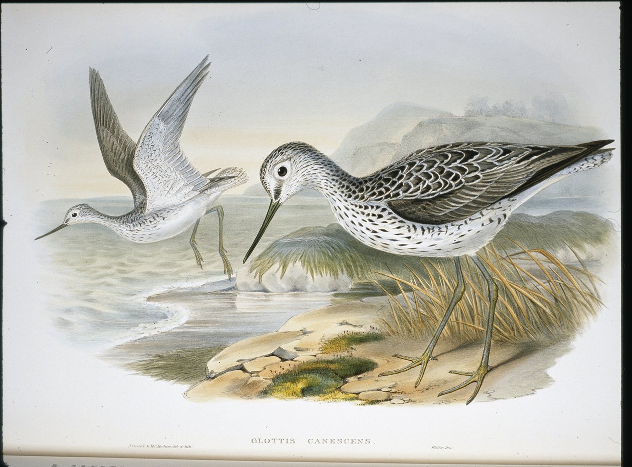 Greenshank (Glottis Canescens) (el boyaması taş) by John (after) Gould