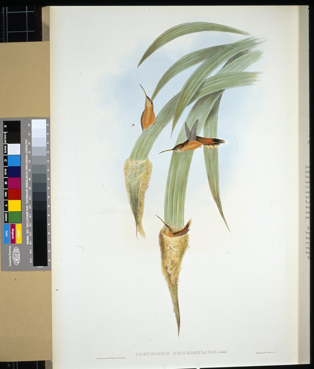 Gri boğazlı Hermit (phaethornis griseogularis) (el renginde taş) by John (after) Gould