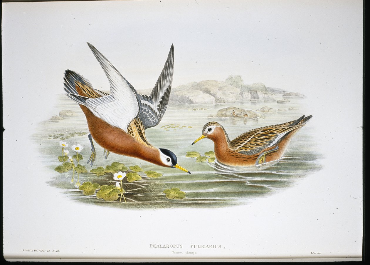 Gri Phalarope (Phalaropus Fulicarius) (el renginde taş) by John (after) Gould