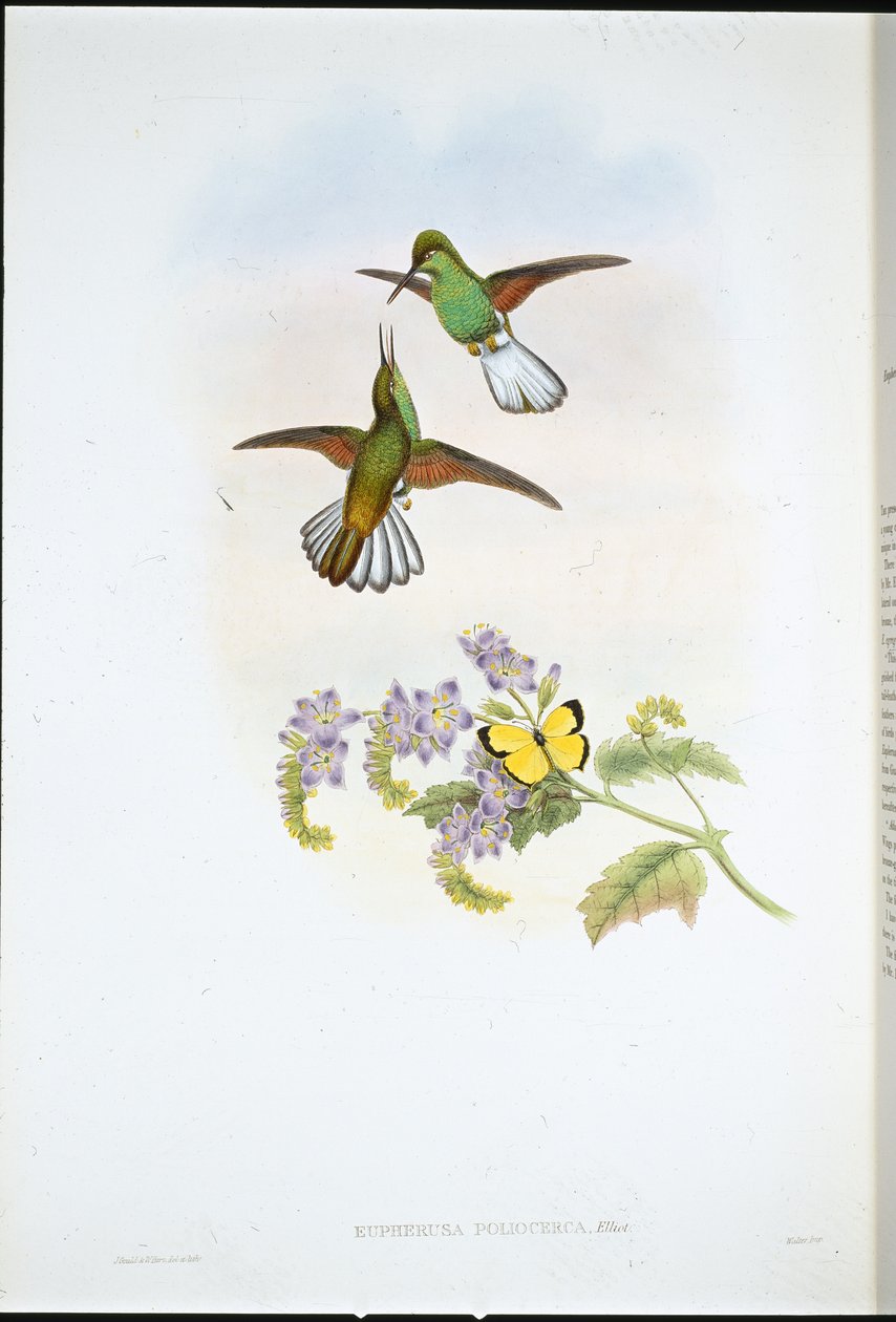 Gri Çizgili Kuyruk (Eupherusa Poliocerca) (el renginde taş) by John (after) Gould