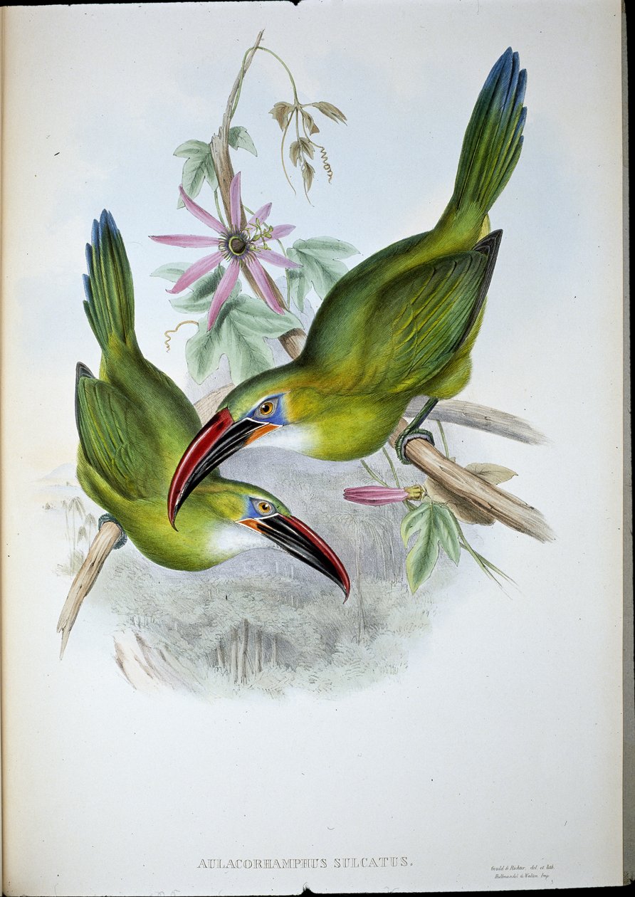 Groove-Bill Toucan (Aulacorhamphus Sulcatus) (el renginde taş) by John (after) Gould
