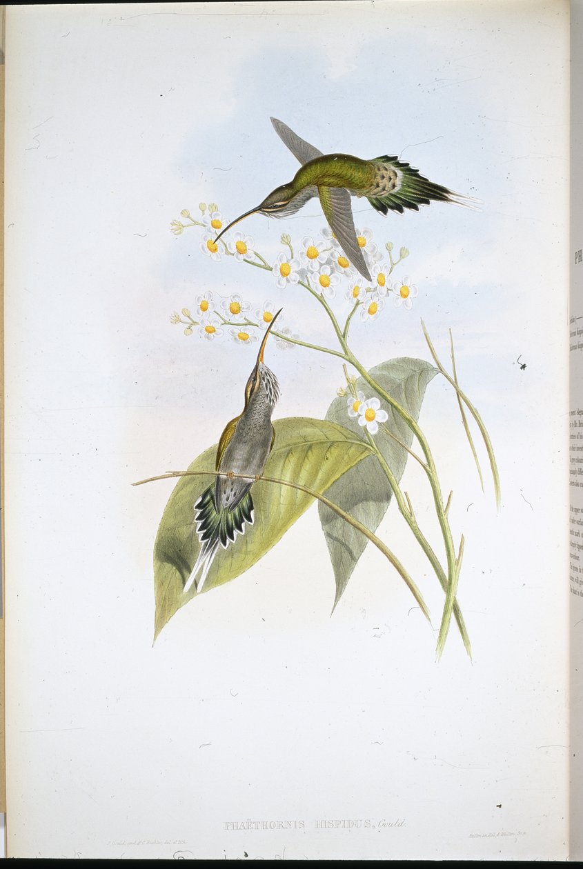 Tüylü Münzevi (Phaethornis Hispidus) (el boyaması taş) by John (after) Gould