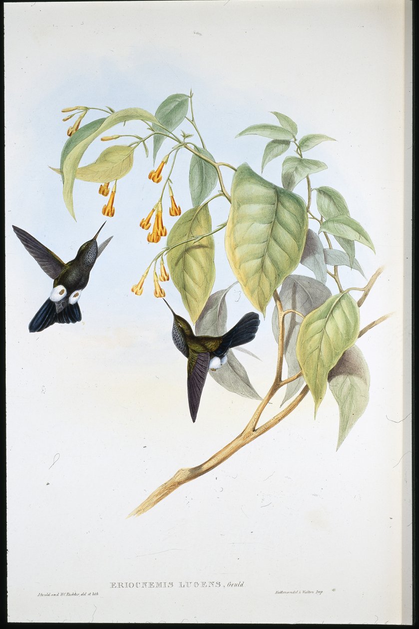 Ağarmış Puff-bacak (Eriocnemis Lugens) (el renginde taş) by John (after) Gould
