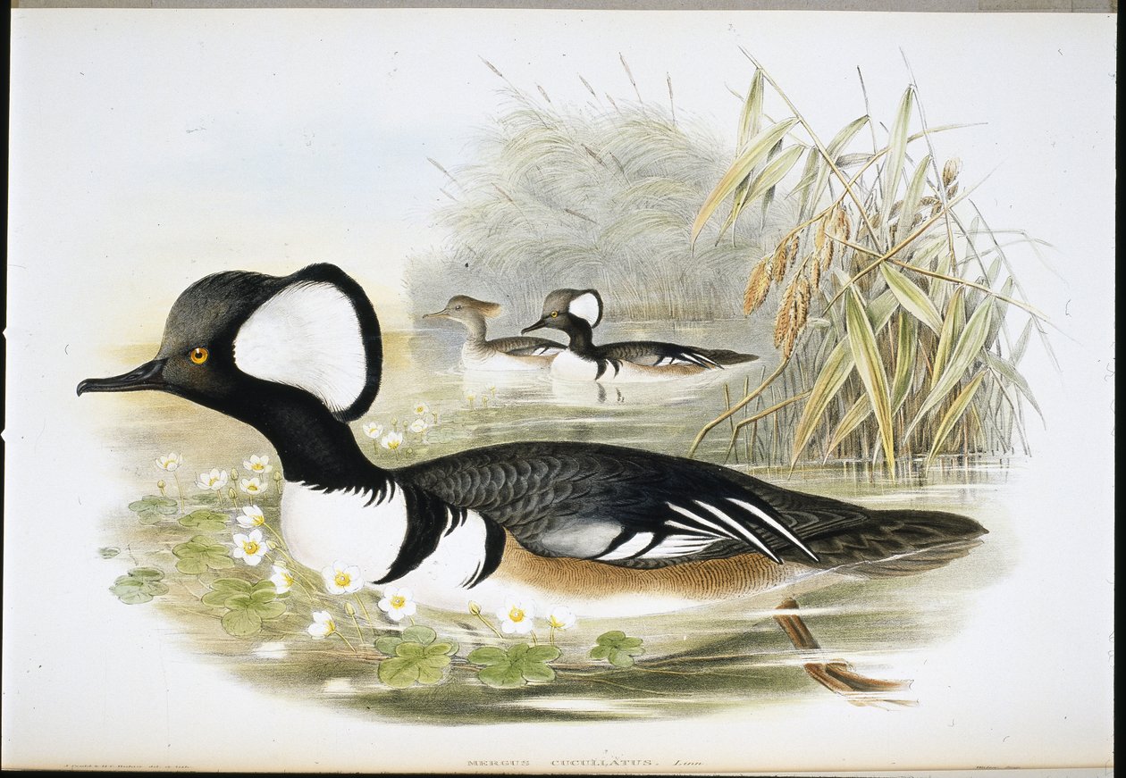Kapşonlu Merganser (Mergus Cucullatus) (el renginde taş) by John (after) Gould
