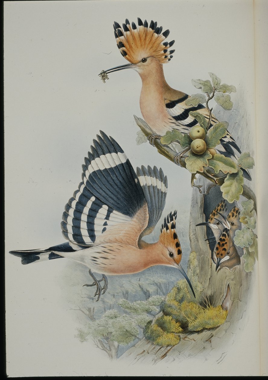İbibik (Upupa Epops) (el boyaması taş) by John (after) Gould