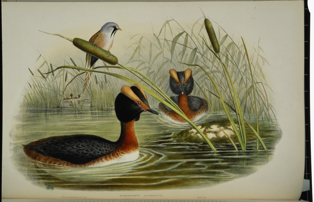 Boynuzlu Batağan (Podiceps Auritus) (el boyaması taş) by John (after) Gould