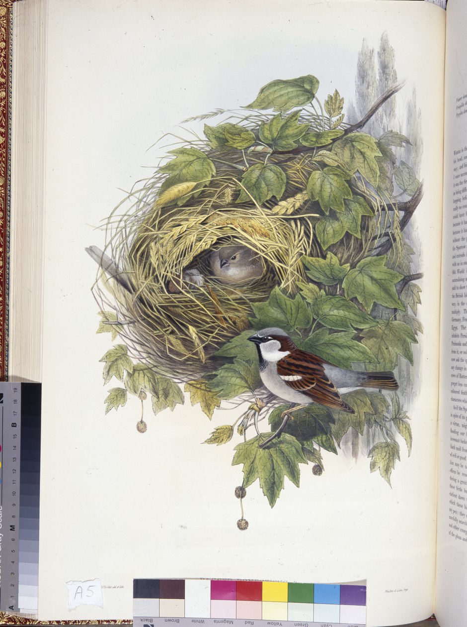 Ev Serçesi (Passer domesticus) (el boyaması taş) by John (after) Gould
