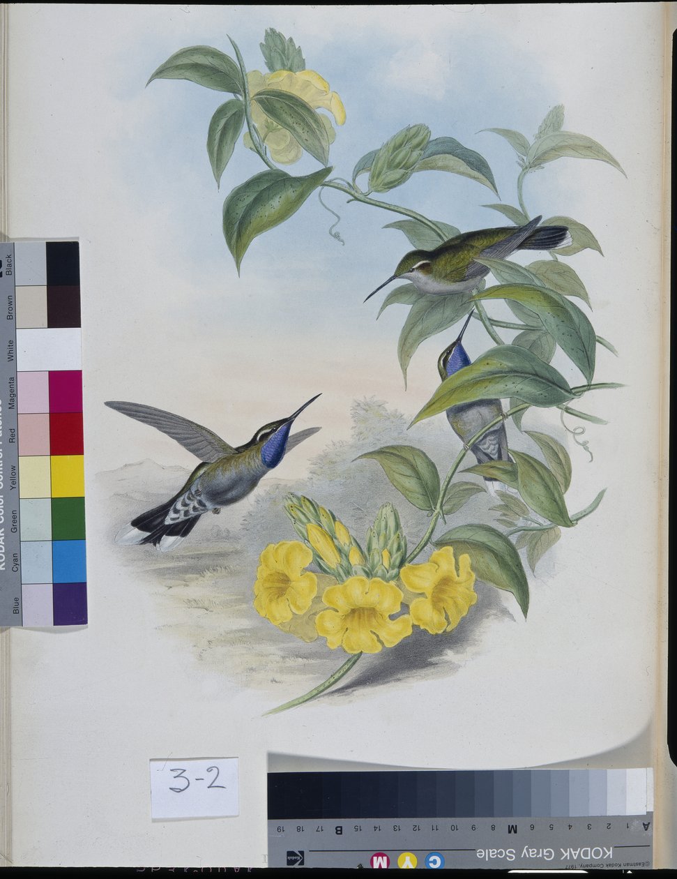 Sinek kuşları (Delattria Clemenciae) (el renginde lito) by John (after) Gould