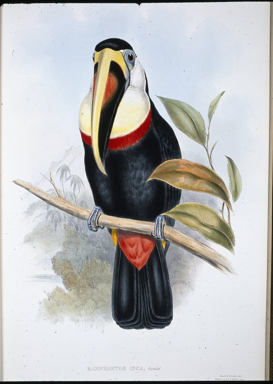 Inca Toucan (Ramphastos inica) (el boyaması taş) by John (after) Gould