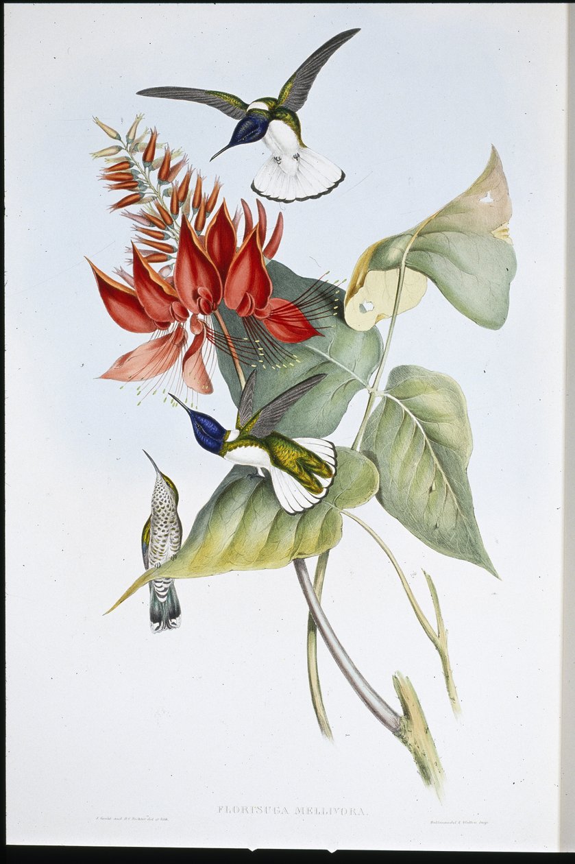 Jakoben (Florisuga Mellivora) (el renginde taş) by John (after) Gould