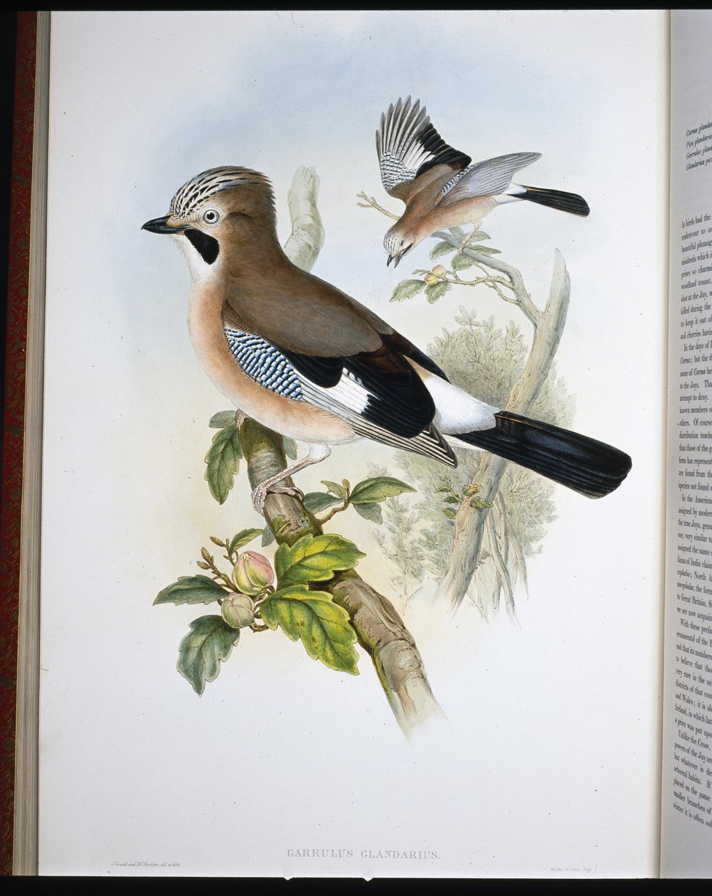 Jay (Garrulus Glandarius) (el boyaması taş) by John (after) Gould