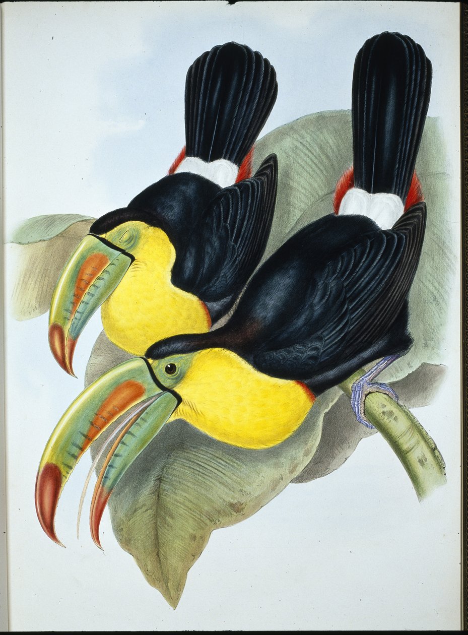 Omurga gagalı Toucan (Ramphastos Carinatus) (el boyaması taş) by John (after) Gould