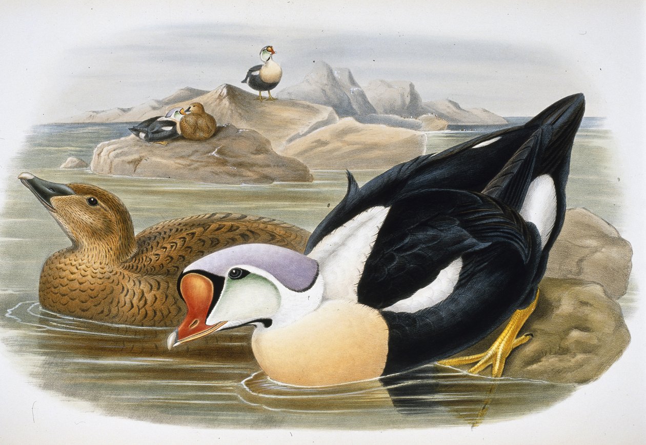 Kral Ördek (Somateria Spectabilis) (el boyaması taş) by John (after) Gould