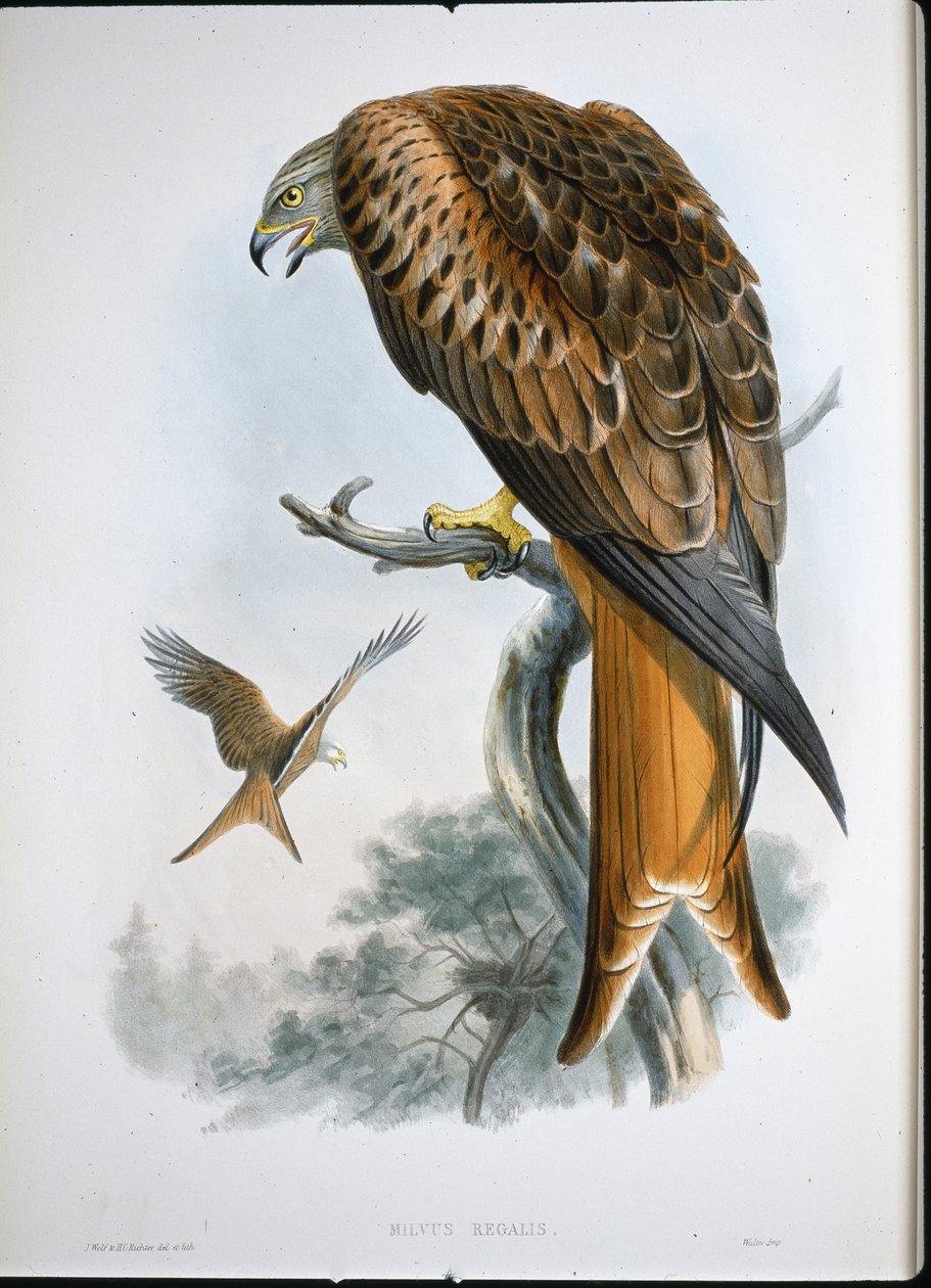 Glead Uçurtması (Milvus Regalis) (renkli gravür) by John (after) Gould