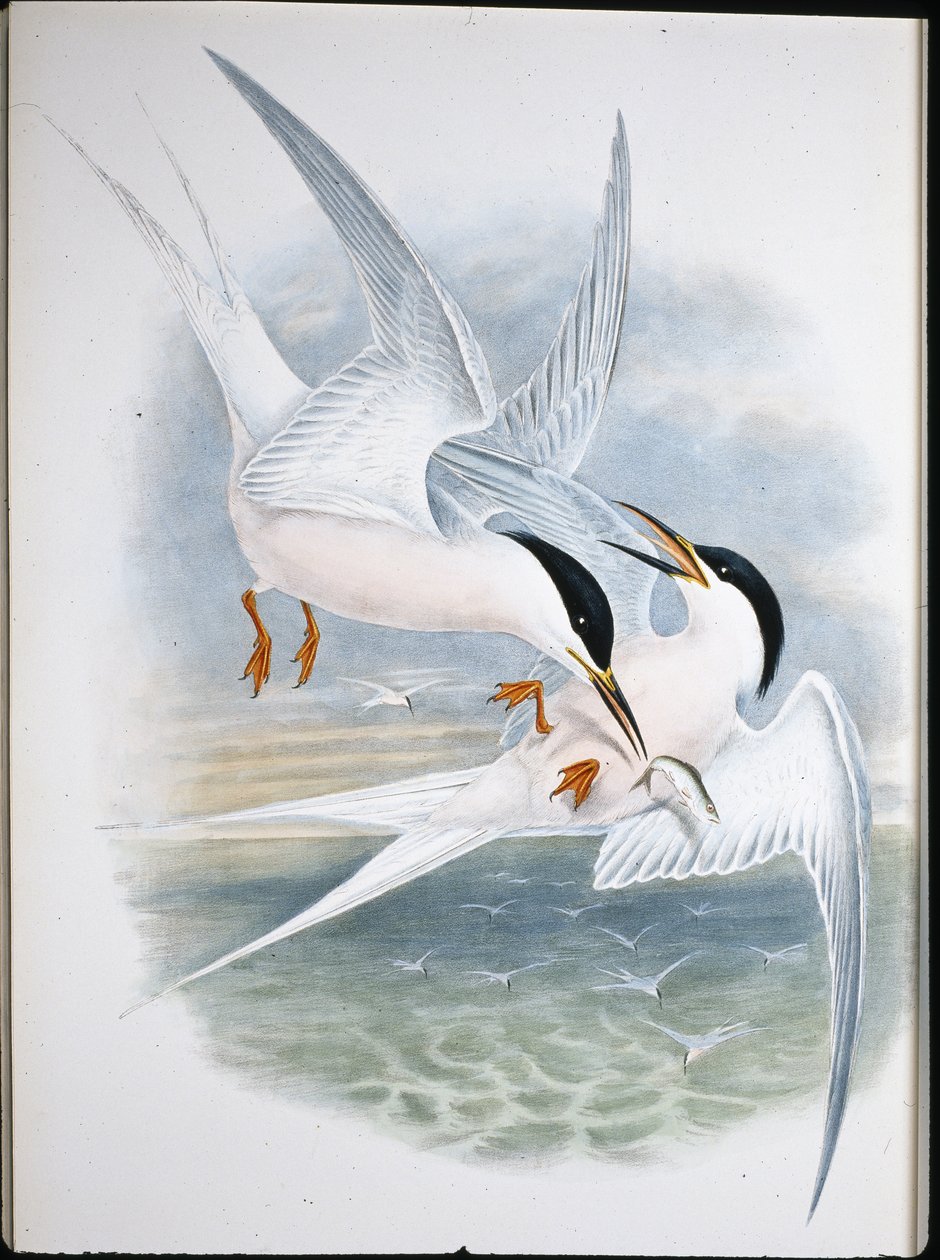 Glead Uçurtması (Milvus Regalis) (el renginde taş) by John (after) Gould