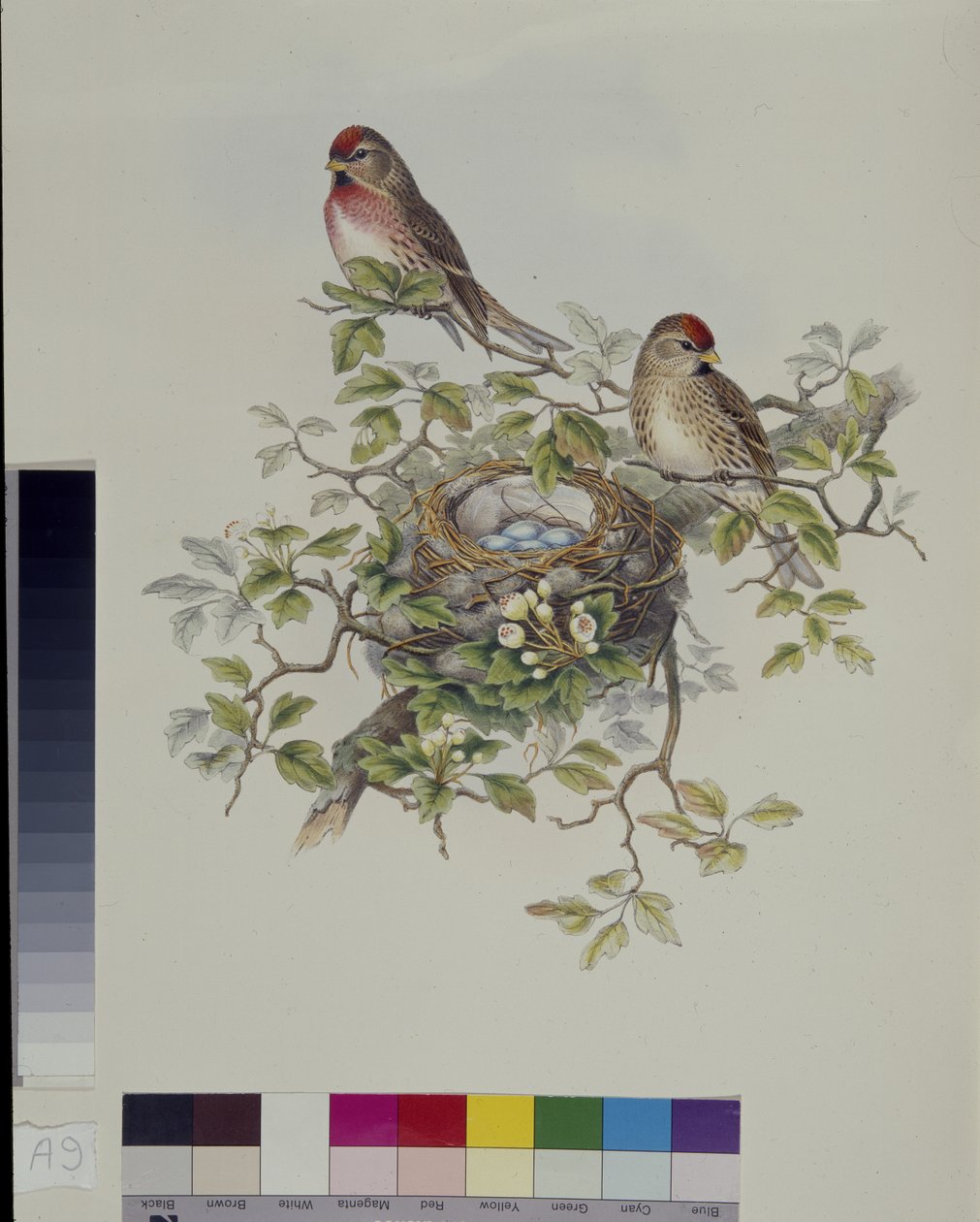 Küçük Redpole (Aegiothus Rufescens) (el boyaması taş) by John (after) Gould