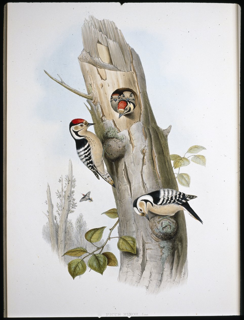 Küçük Benekli Ağaçkakan (Picus Minor) (el boyaması taş) by John (after) Gould
