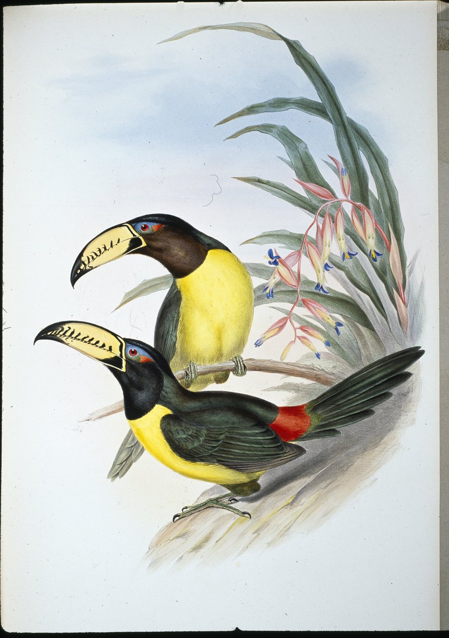 Harfli Aracari (pteroglossus inscriptus) (el renginde taş) by John (after) Gould
