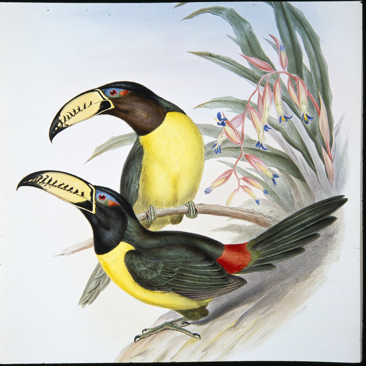 Harfli Aracari Toucan (Pteroglossus Inscriptus) (el boyaması taş) by John (after) Gould