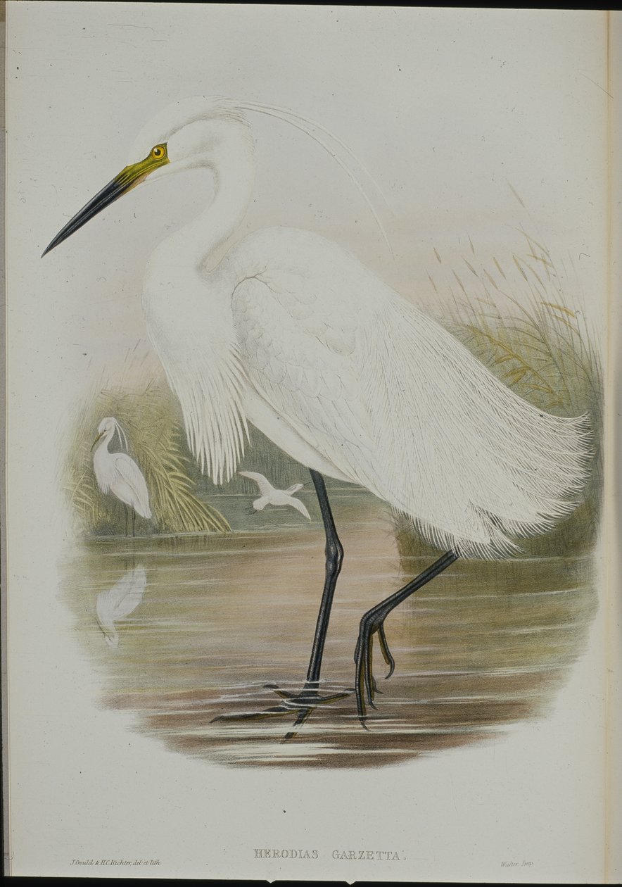 Küçük Ak balıkçıl (Egretta Garzetta) (el boyaması taş) by John (after) Gould