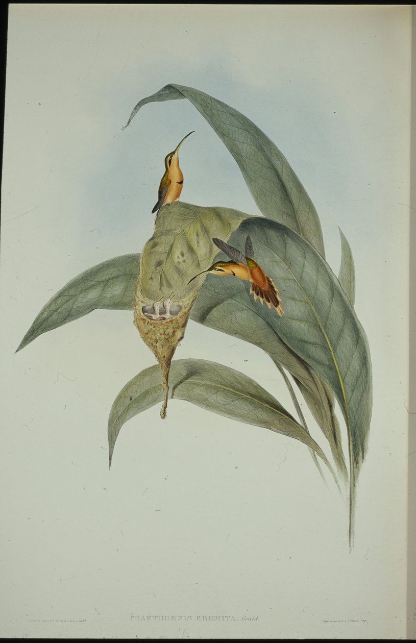 Küçük Hermit (Phaethornis eremita) (el boyaması taş) by John (after) Gould