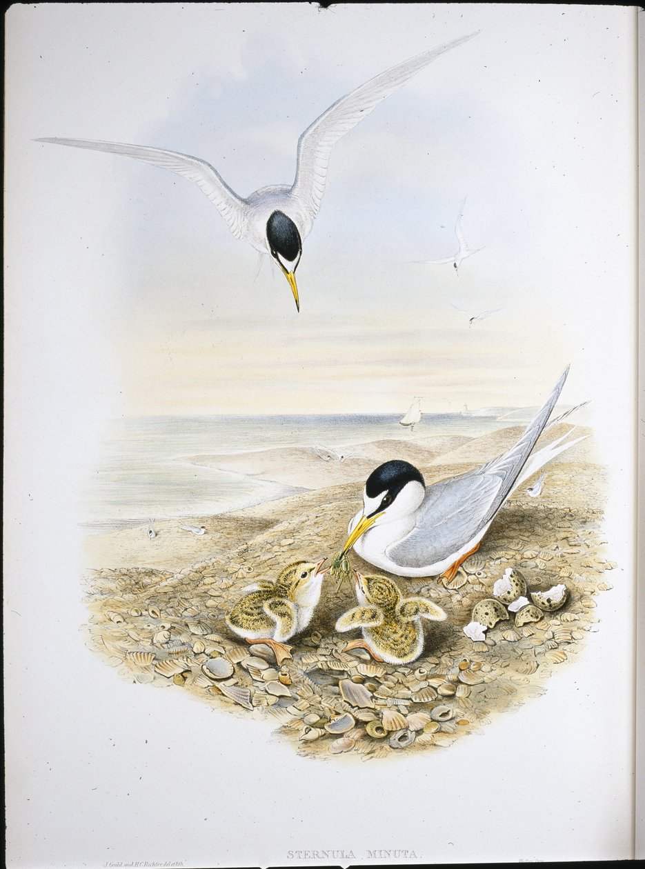 Küçük Sumru (Sternula Minuta) (el boyaması taş) by John (after) Gould