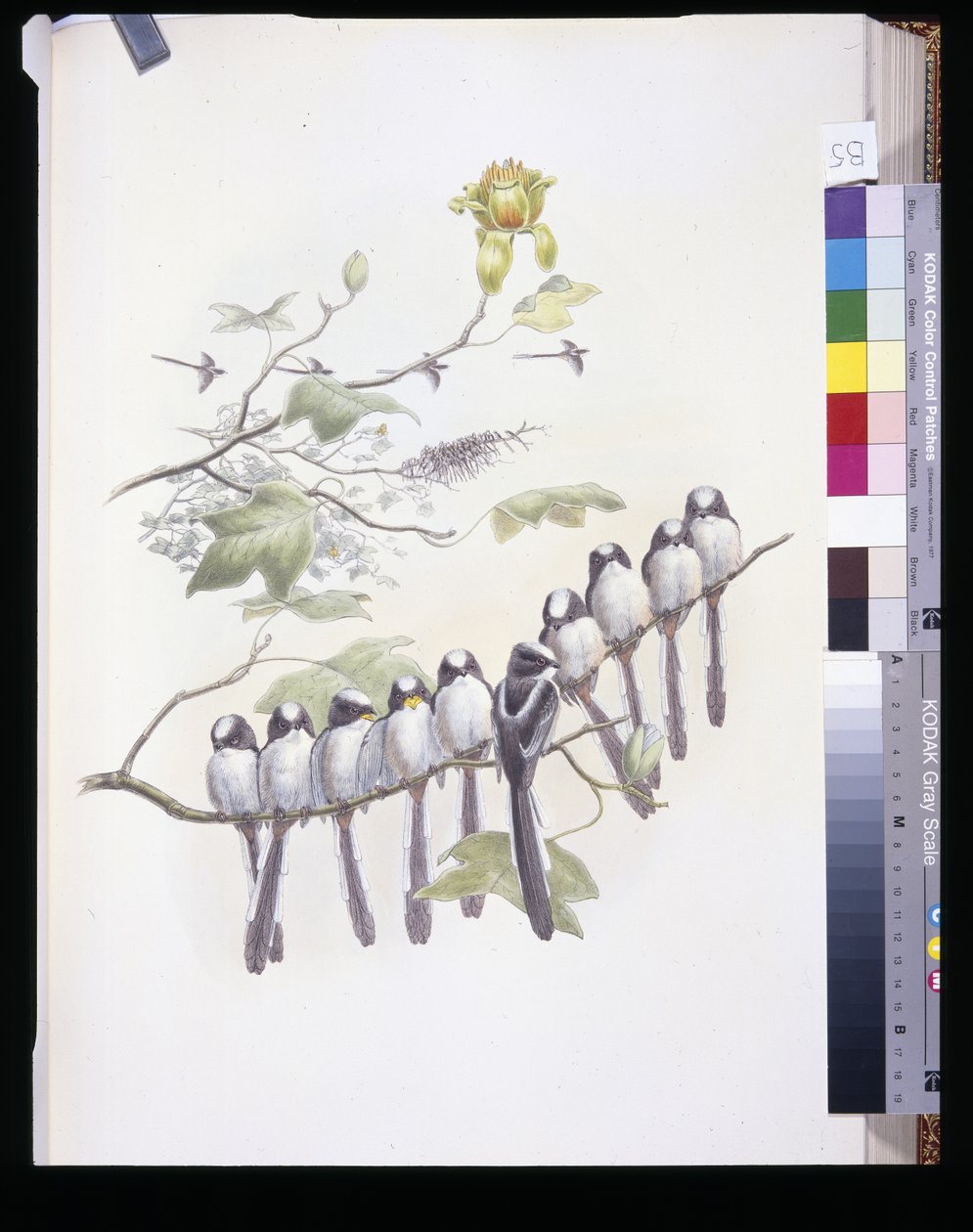 Uzun Kuyruklu Baştankara (Mecistura Caudata) (el renginde taş) by John (after) Gould