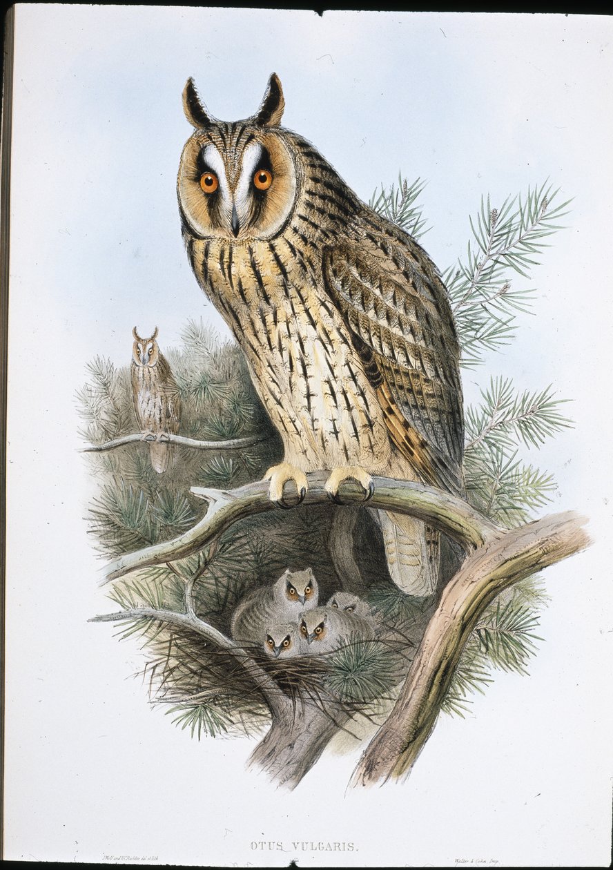 Uzun kulaklı baykuş (Otus Vulgaris) (el boyaması taş) by John (after) Gould