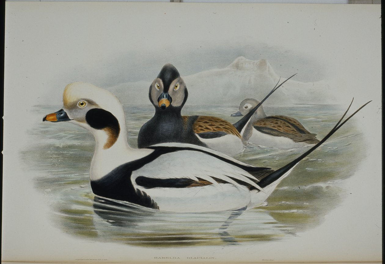 Uzun kuyruklu ördek (Harelda Glacialis) (el boyaması taş) by John (after) Gould