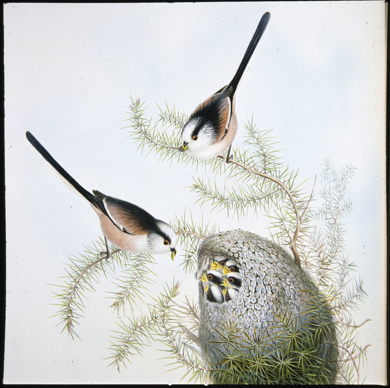 Uzun Kuyruklu Baştankara (Mecistura Caudata) (el renginde taş) by John (after) Gould